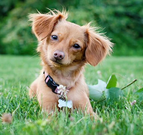 Chiweenie Dog Breed Information Purina